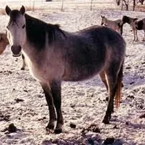 Canadian Rustic