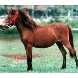 Timor