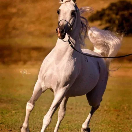 Found these really amazing photos of El Nabila B from his fb page…also many more of him, his get, and also grand-get…very “Beautiful”!!! 
https://www.facebook.com/elnabilab 

