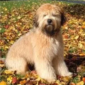Soft Coated Golden (Designer Dog)