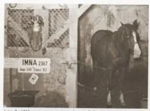 IMNA