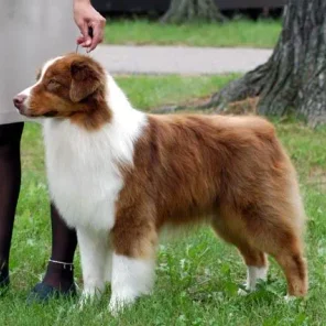 Australian Shepherd