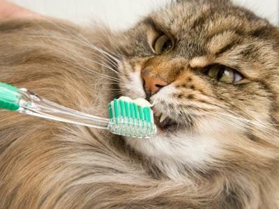 Ten Steps to Dental Health for Your Cat