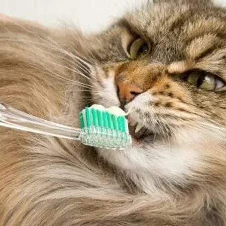 Ten Steps to Dental Health for Your Cat