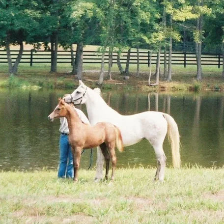 I really like this photo of Misja and her Falcon BHF daughter Femme Jolie.