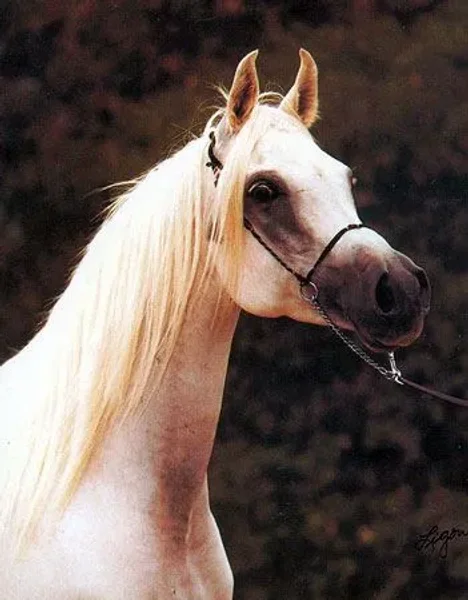 *Mohena