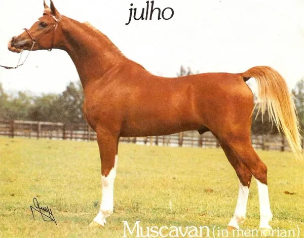 Muscavan