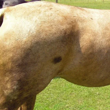 Markings on horses usually are distinctive white areas on an otherwise dark base coat color. Most horses have some markings, and they help to identify the horse as a unique individual.