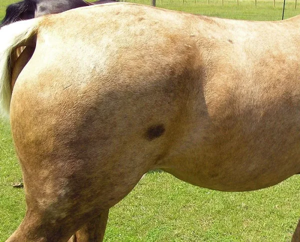 Markings on horses usually are distinctive white areas on an otherwise dark base coat color. Most horses have some markings, and they help to identify the horse as a unique individual.