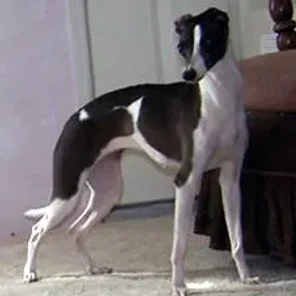 The Italian Greyhound
