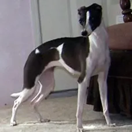 The Italian Greyhound is found in a wide array of colors and markings.
