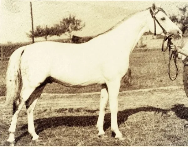 AMURATH SAHIB