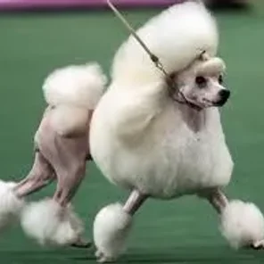 Chinese Frise (Designer Dog)