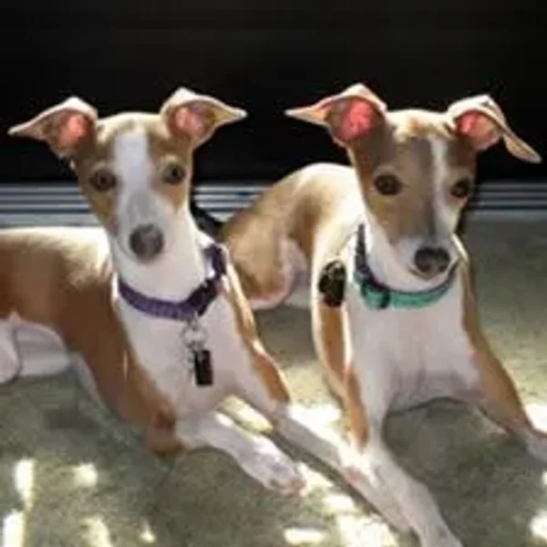 The Italian Greyhound is found in a wide array of colors and markings.