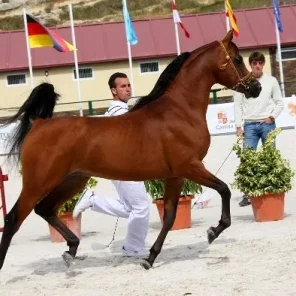 Abha Omani
