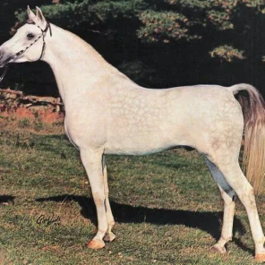 AL NISHAN