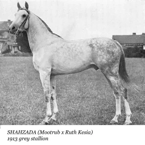 Shahzada
