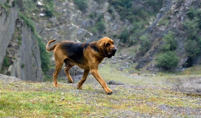 Bloodhound