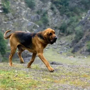 Bloodhound