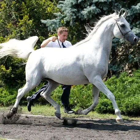 Jeff Wallace with Zagrobla a few minutes after she was named 2003 US National Champion Mare. Shown by Michael Byatt.