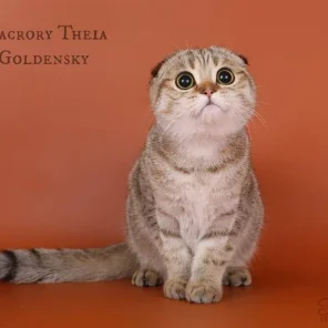 Macrory Theia Goldensky