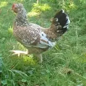 Croatian Bantam