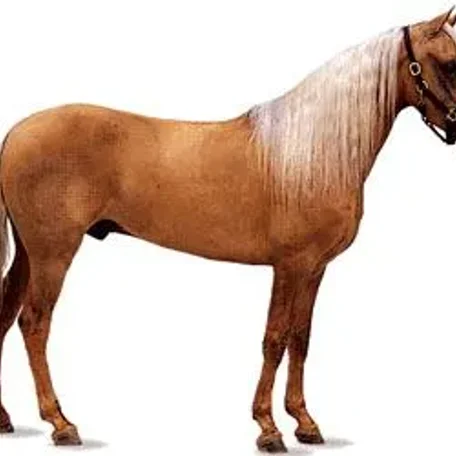 History of the Thoroughbred Horse