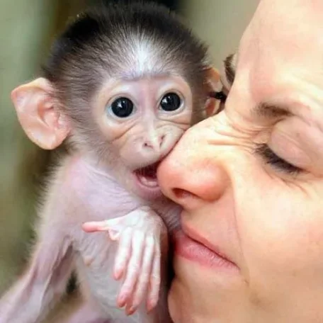 Pet Monkeys