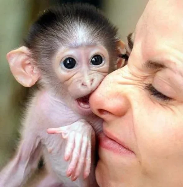 Pet Monkeys