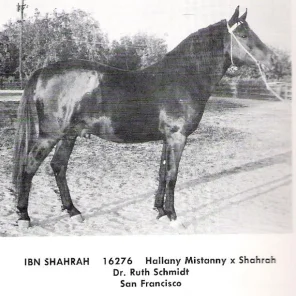 Ibn Shahrah