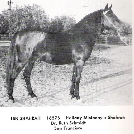 Ibn Shahrah