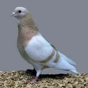 Arabian Trumpeter