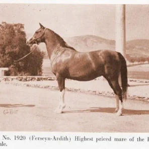 Ferdith