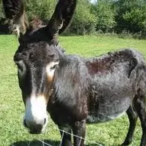 Pyrenean (Gascon / Catalonian)