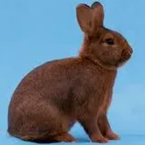 Deilenaar