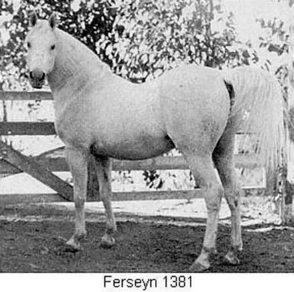 Ferseyn