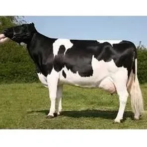 British Friesian