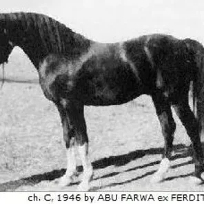 Faryn