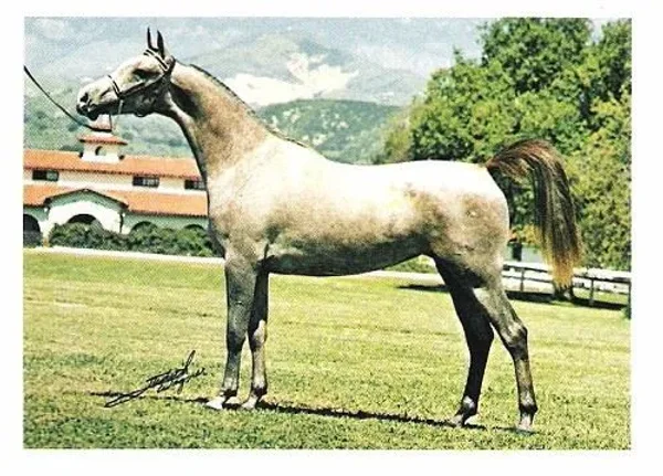 Eletta V