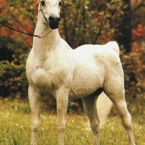 ANSATA IBN SUDAN