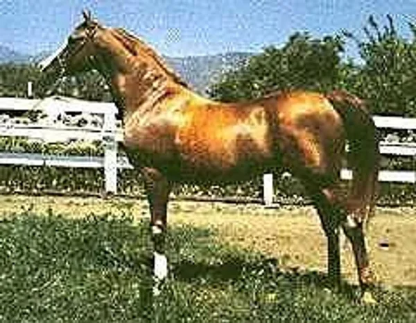 ABU FARWA