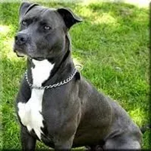 American Boston Bull Terrier (Designer Dog)
