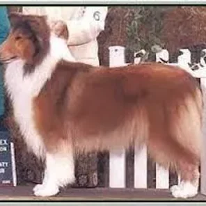 CH Southland's Glorious Rebelle