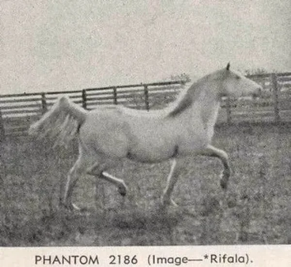 PHANTOM