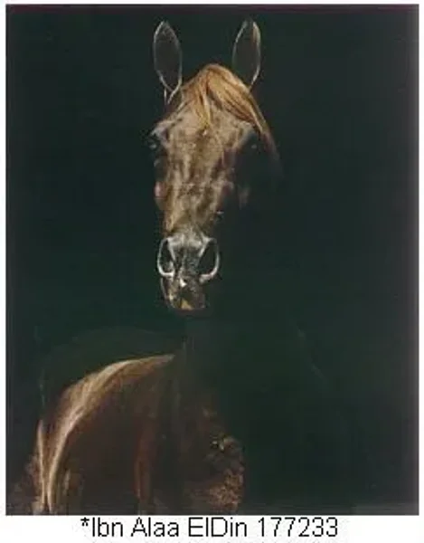 Ibn Alaa Eldin