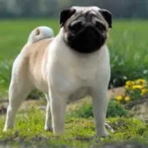 Pug