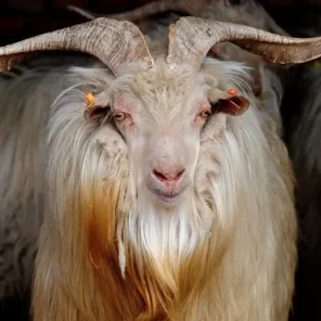 Cashmere Goats