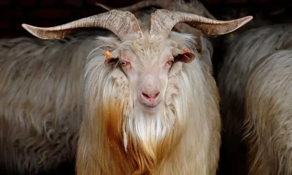 A cashmere goat is any breed of goat that produces cashmere wool, the goat's fine, soft, downy, winter undercoat, in commercial quality and quantity.