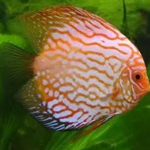 Discus