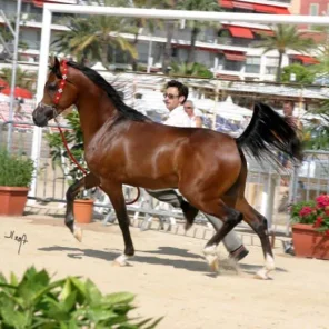 Amir al Tiglio